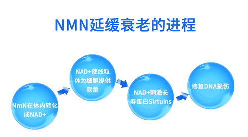 金达威NMN持续走红 大健康产业发展前景可期